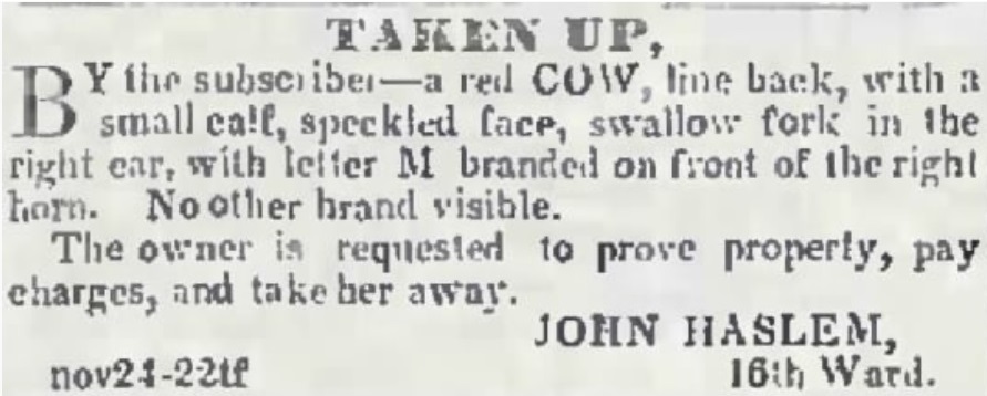 John S Haslam
          found cow